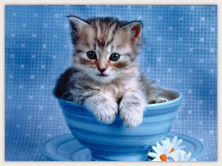 cat