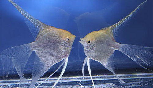 scaliaria