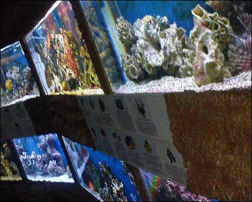 aquarium-v-alushte